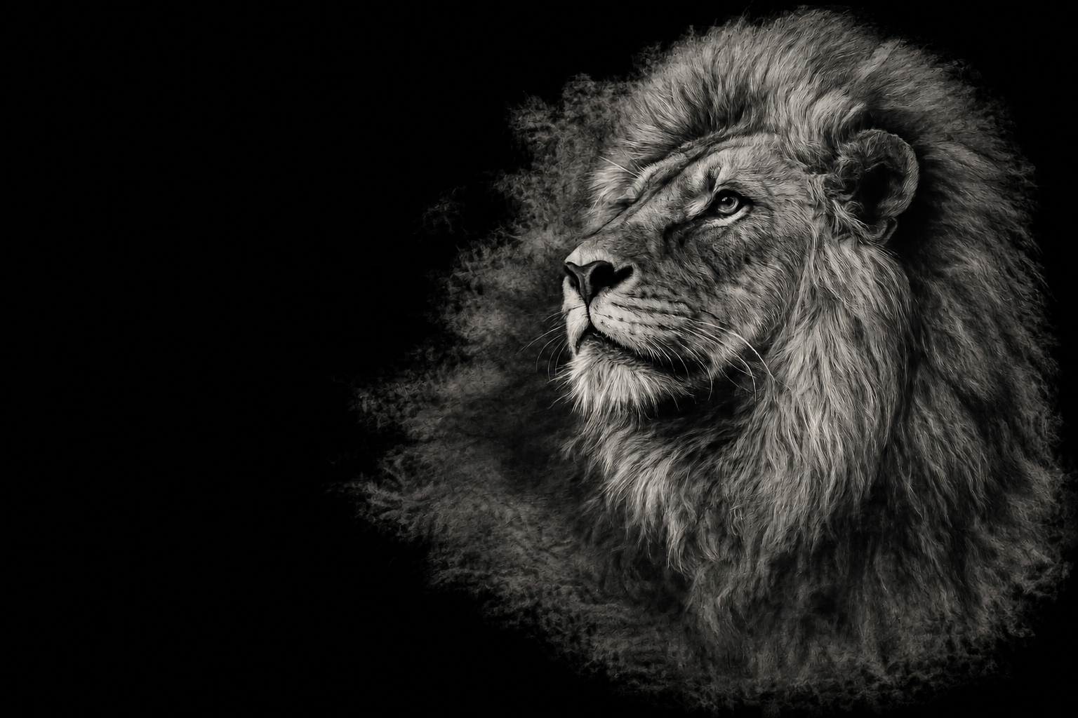 Lion of Judah charcoal drawing